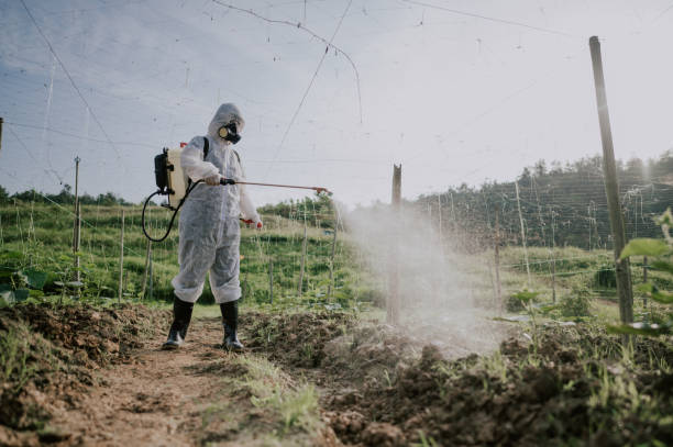 Best Local Pest Control Services  in Lookout Mountain, GA