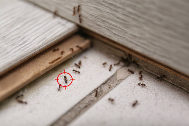 Best Ant Control Services  in Lookout Mountain, GA