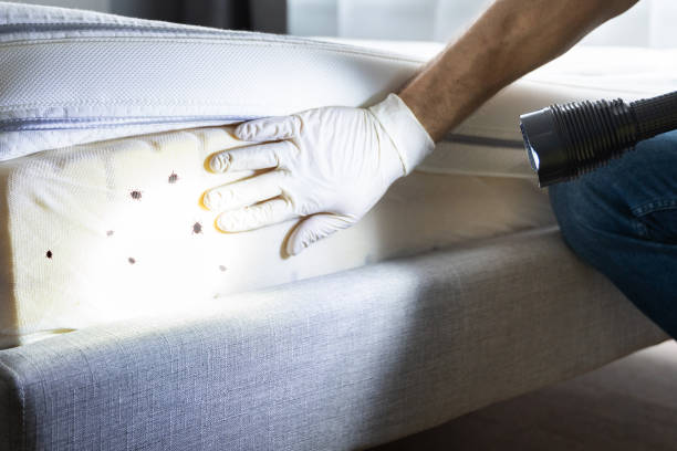 Best Affordable Pest Control Services  in Lookout Mountain, GA