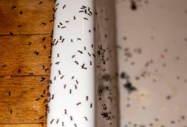 Best Termite Control Services  in Lookout Mountain, GA
