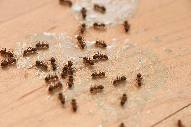 Best Commercial Pest Control Services  in Lookout Mountain, GA