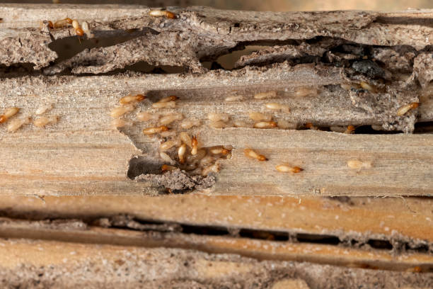 Best Emergency Pest Control  in Lookout Mountain, GA