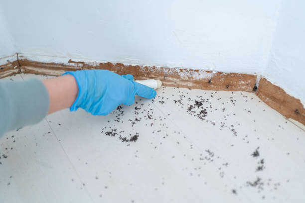 Professional Pest Control in Lookout Mountain, GA